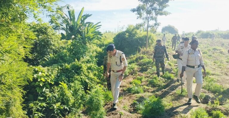 সিপাহীজলা জেলা পুলিশ সুপার বিজয় দেববর্মার নেতৃত্বে পাঁচটি থানার যৌথ উদ্যোগে ১২ লক্ষের অধিক গাঁজা গাছ ধ্বংস