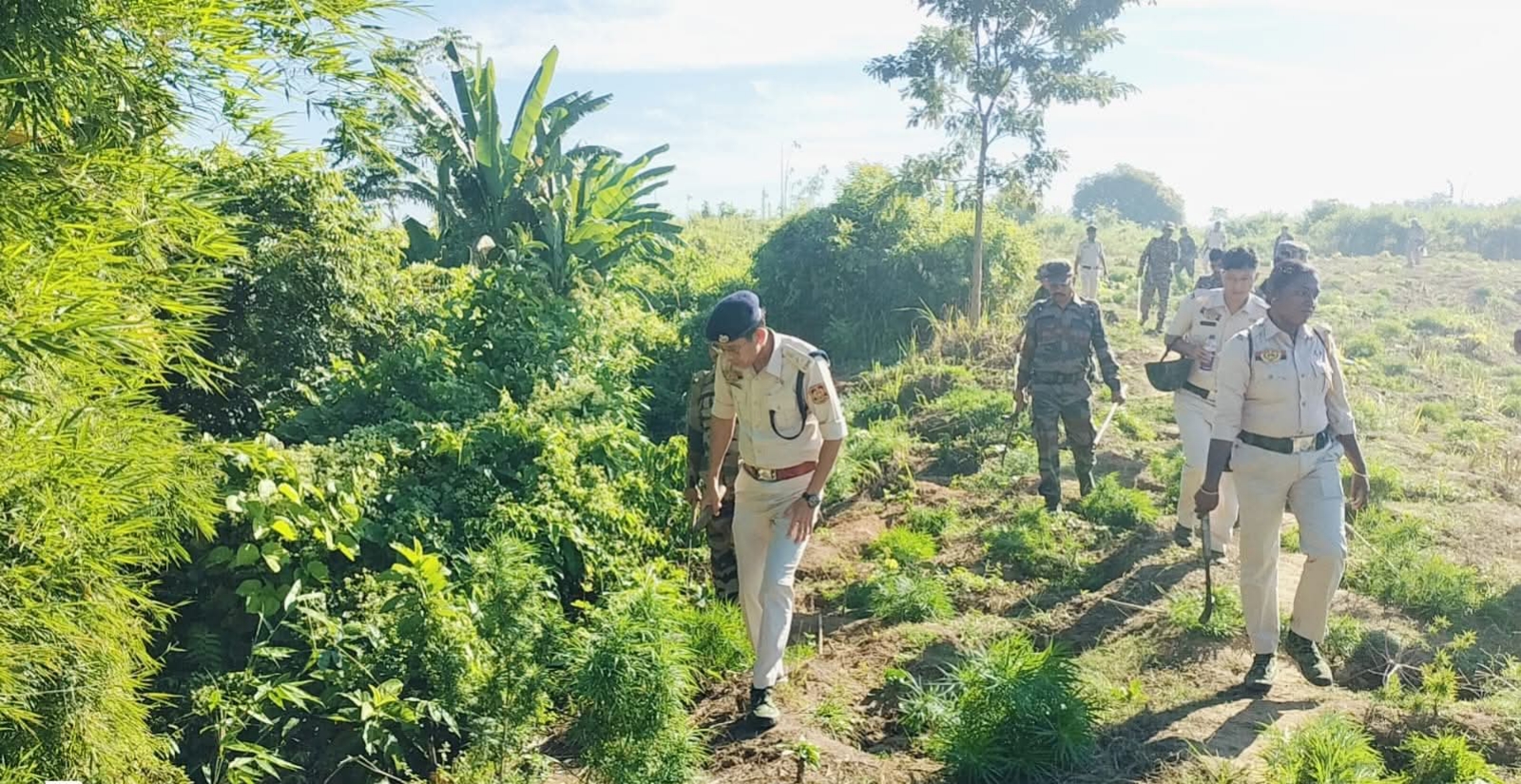 সিপাহীজলা জেলা পুলিশ সুপার বিজয় দেববর্মার নেতৃত্বে পাঁচটি থানার যৌথ উদ্যোগে ১২ লক্ষের অধিক গাঁজা গাছ ধ্বংস